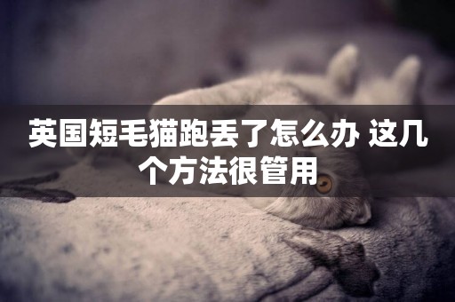 英國短毛貓跑丟了怎么辦 這幾個方法很管用
