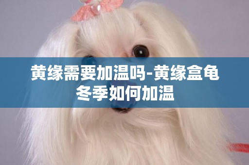 黃緣需要加溫嗎-黃緣盒龜冬季如何加溫