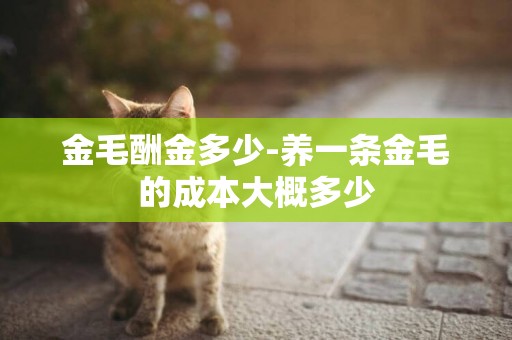 金毛酬金多少-養一條金毛的成本大概多少
