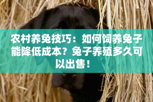 農村養兔技巧：如何飼養兔子能降低成本？兔子養殖多久可以出售！ 