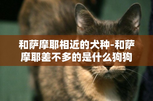 和薩摩耶相近的犬種-和薩摩耶差不多的是什么狗狗