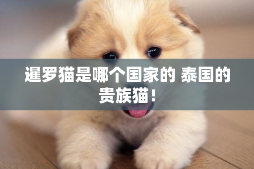 暹羅貓是哪個國家的 泰國的貴族貓！