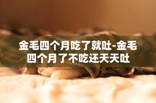 金毛四個月吃了就吐-金毛四個月了不吃還天天吐