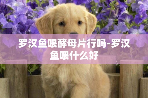 羅漢魚喂酵母片行嗎-羅漢魚喂什么好
