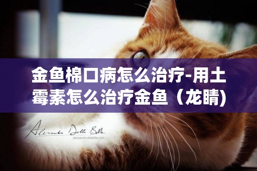 金魚棉口病怎么治療-用土霉素怎么治療金魚（龍睛)爛嘴