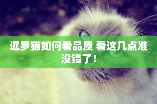 暹羅貓如何看品質 看這幾點準沒錯了! 暹羅貓如何看品質 看這幾點準沒錯了!