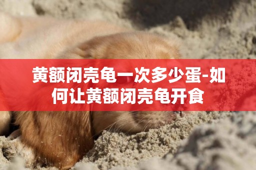 黃額閉殼龜一次多少蛋-如何讓黃額閉殼龜開食