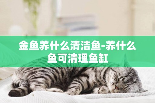 金魚養什么清潔魚-養什么魚可清理魚缸