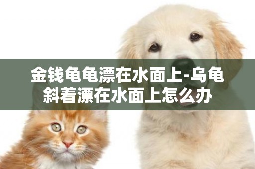 金錢龜龜漂在水面上-烏龜斜著漂在水面上怎么辦