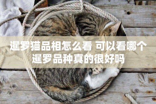 暹羅貓品相怎么看 可以看哪個暹羅品種真的很好嗎 暹羅貓品相怎么看 可以看哪個暹羅品種真的很好嗎