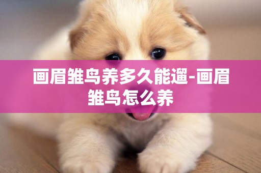 畫眉雛鳥養多久能遛-畫眉雛鳥怎么養