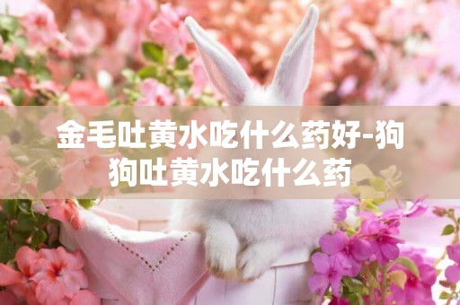 金毛吐黃水吃什么藥好-狗狗吐黃水吃什么藥