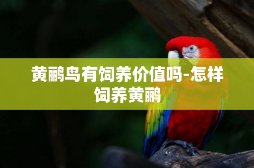 黃鸝鳥有飼養價值嗎-怎樣飼養黃鸝