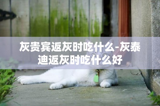 灰貴賓返灰時吃什么-灰泰迪返灰時吃什么好