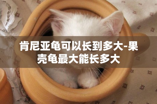 肯尼亞龜可以長到多大-果殼龜最大能長多大
