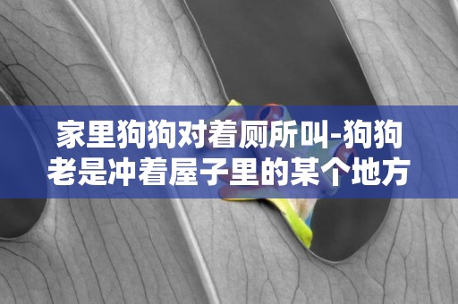 家里狗狗對著廁所叫-狗狗老是沖著屋子里的某個地方叫