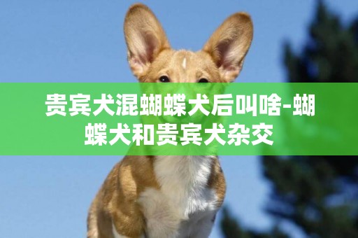貴賓犬混蝴蝶犬后叫啥-蝴蝶犬和貴賓犬雜交