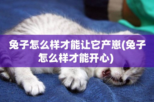 兔子怎么樣才能讓它產崽(兔子怎么樣才能開心) 