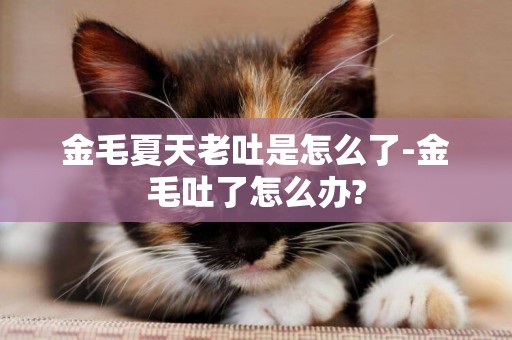 金毛夏天老吐是怎么了-金毛吐了怎么辦?