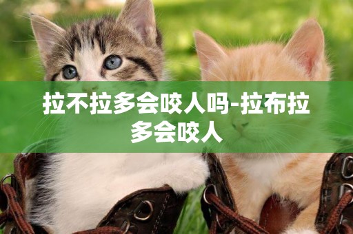 拉不拉多會咬人嗎-拉布拉多會咬人