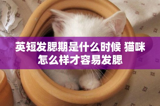 英短發腮期是什么時候 貓咪怎么樣才容易發腮 英短發腮期是什么時候 貓咪怎么樣才容易發腮