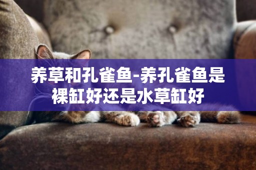養草和孔雀魚-養孔雀魚是裸缸好還是水草缸好