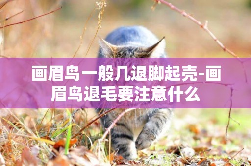 畫眉鳥一般幾退腳起殼-畫眉鳥退毛要注意什么
