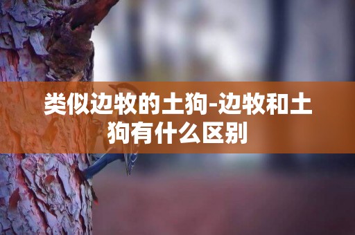 類似邊牧的土狗-邊牧和土狗有什么區別