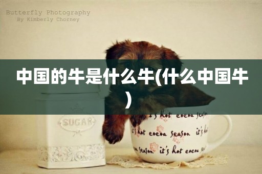 中國的牛是什么牛(什么中國牛) 