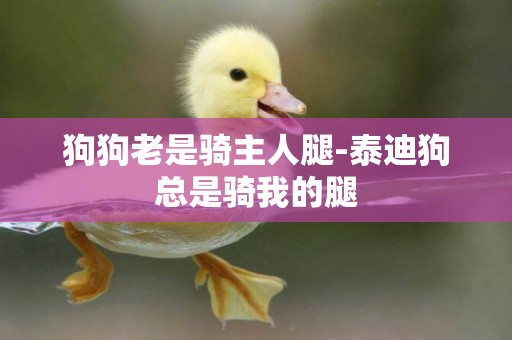 狗狗老是騎主人腿-泰迪狗總是騎我的腿