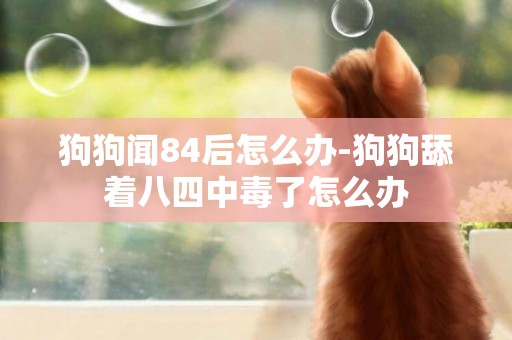狗狗聞84后怎么辦-狗狗舔著八四中毒了怎么辦