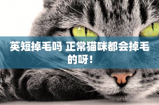 英短掉毛嗎 正常貓咪都會掉毛的呀！