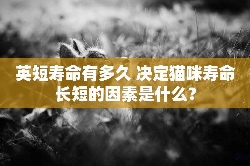 英短壽命有多久 決定貓咪壽命長短的因素是什么？