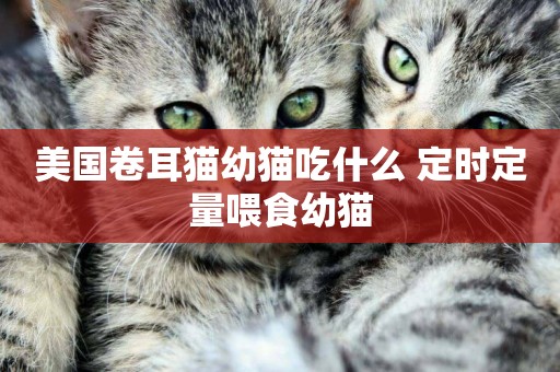 美國卷耳貓幼貓吃什么 定時定量喂食幼貓