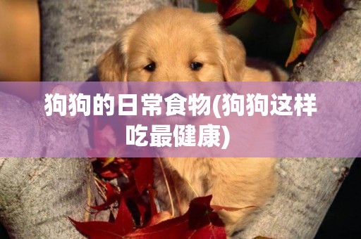 狗狗的日常食物(狗狗這樣吃最健康) 