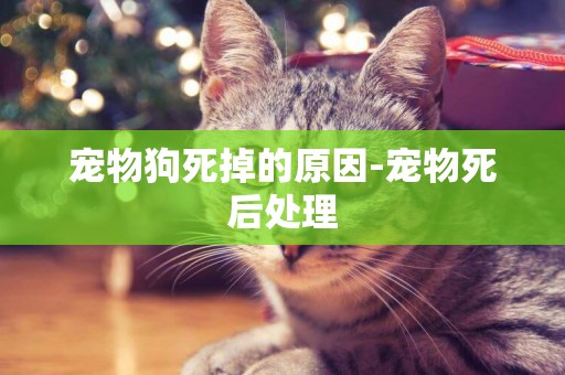 寵物狗死掉的原因-寵物死后處理