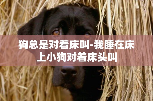 狗總是對著床叫-我睡在床上小狗對著床頭叫