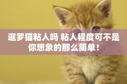 暹羅貓粘人嗎 粘人程度可不是你想象的那么簡單！