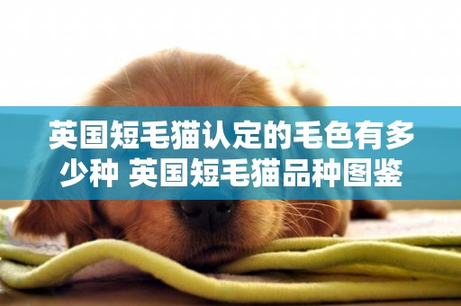 英國短毛貓認定的毛色有多少種 英國短毛貓品種圖鑒