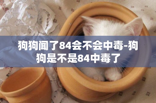 狗狗聞了84會不會中毒-狗狗是不是84中毒了