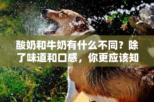 酸奶和牛奶有什么不同？除了味道和口感，你更應該知道一條真相 