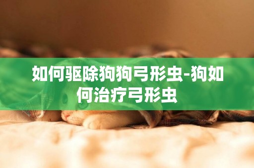 如何驅除狗狗弓形蟲-狗如何治療弓形蟲