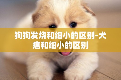 狗狗發燒和細小的區別-犬瘟和細小的區別