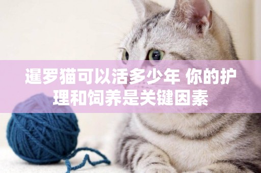 暹羅貓可以活多少年 你的護理和飼養是關鍵因素