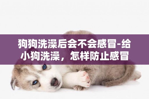 狗狗洗澡后會不會感冒-給小狗洗澡，怎樣防止感冒