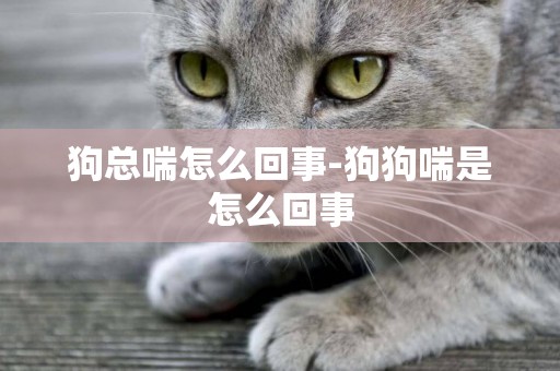 狗總喘怎么回事-狗狗喘是怎么回事