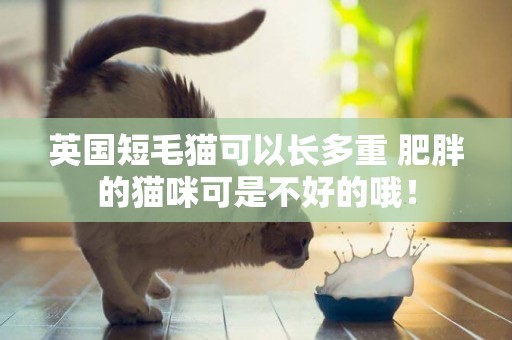 英國短毛貓可以長多重 肥胖的貓咪可是不好的哦！