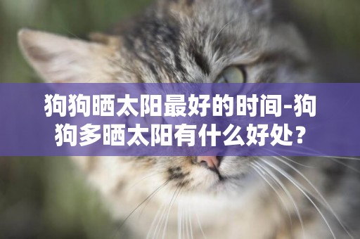 狗狗曬太陽最好的時間-狗狗多曬太陽有什么好處？