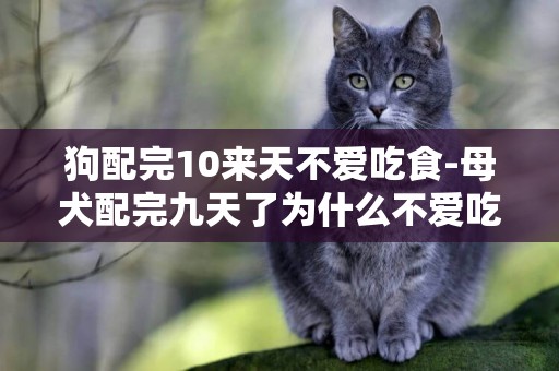 狗配完10來天不愛吃食-母犬配完九天了為什么不愛吃食