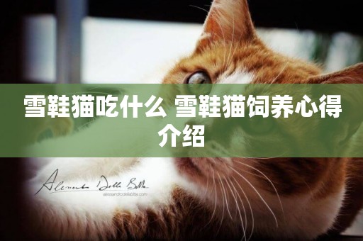 雪鞋貓吃什么 雪鞋貓飼養心得介紹